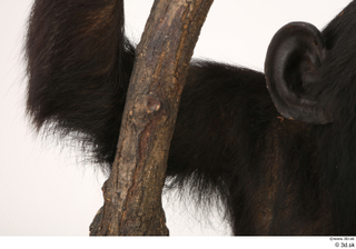 Chimpanzee Bonobo arm shoulder 0002.jpg